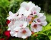 Streptocarpus KALIA