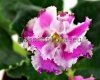 African Violet LE-KALIFORNIYA