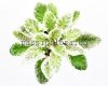 African Violet LE-LEILA 