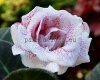 Gloxinia Seeds PF-NAOMI 