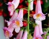 Smithiantha PF-CARNIVAL 