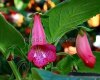 Sinningia SL'S TARZAN