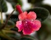 Mini Sinningia SRG'S PEACH ERUPTION
