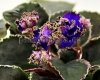 African Violet RS-DENSE FOREST - RS-DREMUCHIY LES