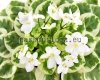 African Violet Mini Leaf Chimera VA-BANK