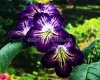 Streptocarpus OD-SOLAR VORTEX - OD-SOLNECHNYY VIKHR