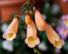 Smithiantha ABBEY LIGHT 