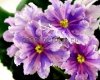 African Violet  Chimera SOFI