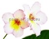 Streptocarpus OD-MILE - OD-MILYA