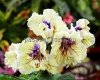 Streptocarpus UA-SOLAR ECLIPSE - UA-SOLNECHNOYE ZATMIENIYE