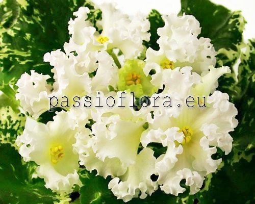 African violet seeds - Dn-Macabeo - PassioFlora.eu - Beautiful and rare ...