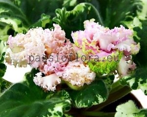 African Violet Seeds LF-SUNNY MORNING x other hybrids 