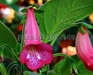 Sinningia SL'S TARZAN 