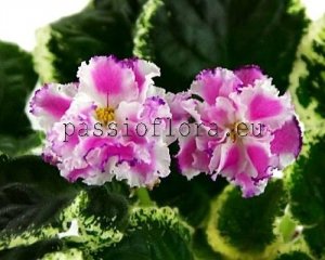 African Violet Seeds LE-CALIFORNIA x other hybrids