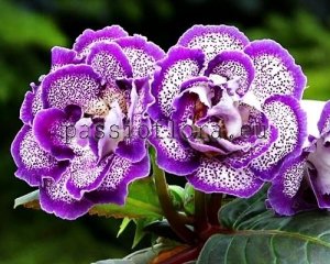 Gloxinia Seeds PF-DALI x other hybrids 