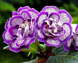 Gloxinia Seeds PF-DALI x other hybrids