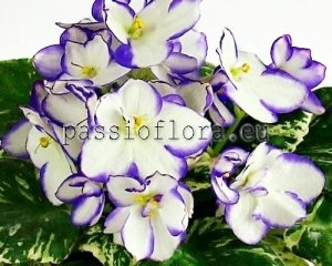 African Violet Seeds VAT-MOONLIGHT x other hybrids