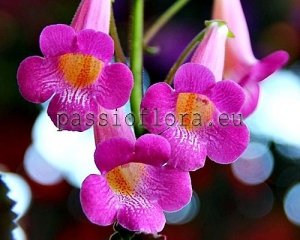 Smithiantha Seeds DESIGNER'S TRANS x other hybrids