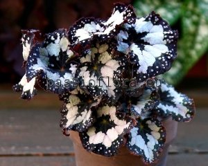 Begonia DS-DOLCE VITA 