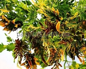 Coleus Seeds PF-CRISPY GOLD x other hybrids