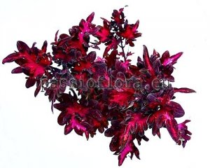 Coleus Seeds PF-ARAMIS x other hybrids