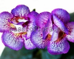 Mini Sinningia Seeds SRG'S LIME AND BERRY x other hybrids