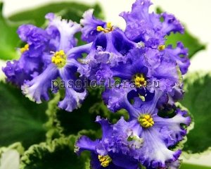 African Violet Seeds RS-ALIEN x other hybrids