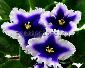 African Violet Seeds DN-NEW STAR x other hybrids