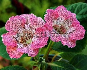 Gloxinia PF-MILANO