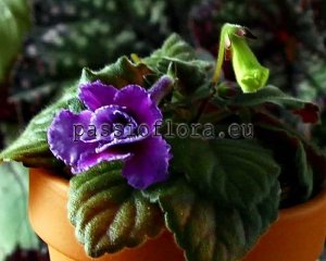 Mini Sinningia  BAL-CRYSTAL ROSE