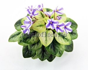 African Violet Seeds N-CURIOSITY x other hybrids