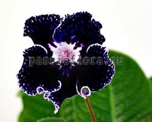Streptocarpus Seeds VAT-BLUE EYES x other hybrids