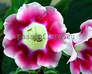 Gloxinia Seeds GLOXINIA  6 x other hybrids