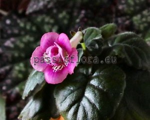 Mini Sinningia  BAL-PINK ROSE