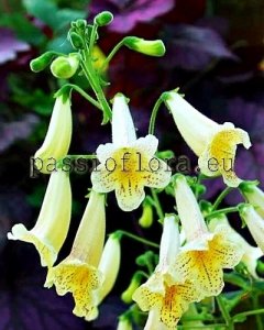 Smithiantha Seeds PF-GOLDEN EMPEROR x other hybrids