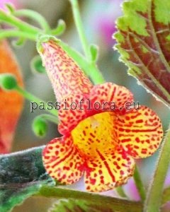 Smithiantha Seeds RF'S IRIS x other hybrids