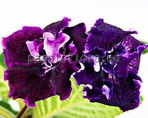Streptocarpus Seeds DS-SOUL x other hybrids