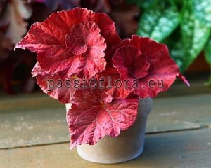 Begonia DS-LOVE IS 