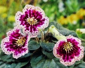 Mini Sinningia Seeds SRG'S FUERWERK x other hybrids