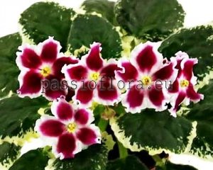 African Violet Seeds LE-CAROUSEL x other hybrids