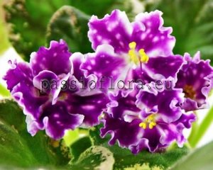 African Violet Seeds VAT-MY SMART GIRL x other hybrids
