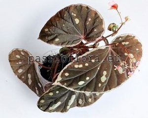 Begonia  seeds sp Spots Saravak  x self