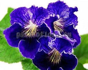 Streptocarpus Seeds DEM-BLUE CLOVER x other hybrids