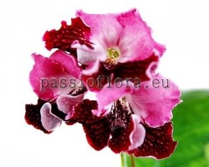 Streptocarpus DEM-MAPLE SYRUP