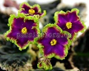 African Violet Seeds BUCKEYE IRISH LACE SPORT x other hybrids