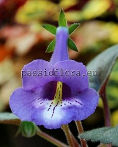 Mini Sinningia SRG'S BLUE LAGOON 