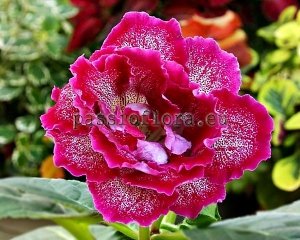 Gloxinia Seeds PF-MICHELLE x other hybrids