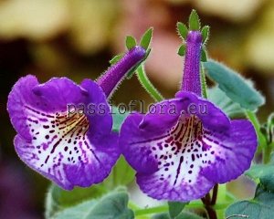 Mini Sinningia Seeds SIMSIM ROBIN HOOD x other hybrids