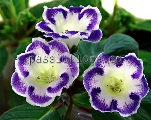 Gloxinia Seeds PF-MEMORIES x other hybrids
