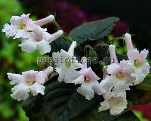 Mini Sinningia Seeds SRG'S GUARDIAN ANGEL x other hybrids